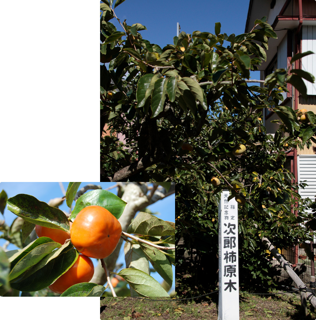 次郎柿の原木
