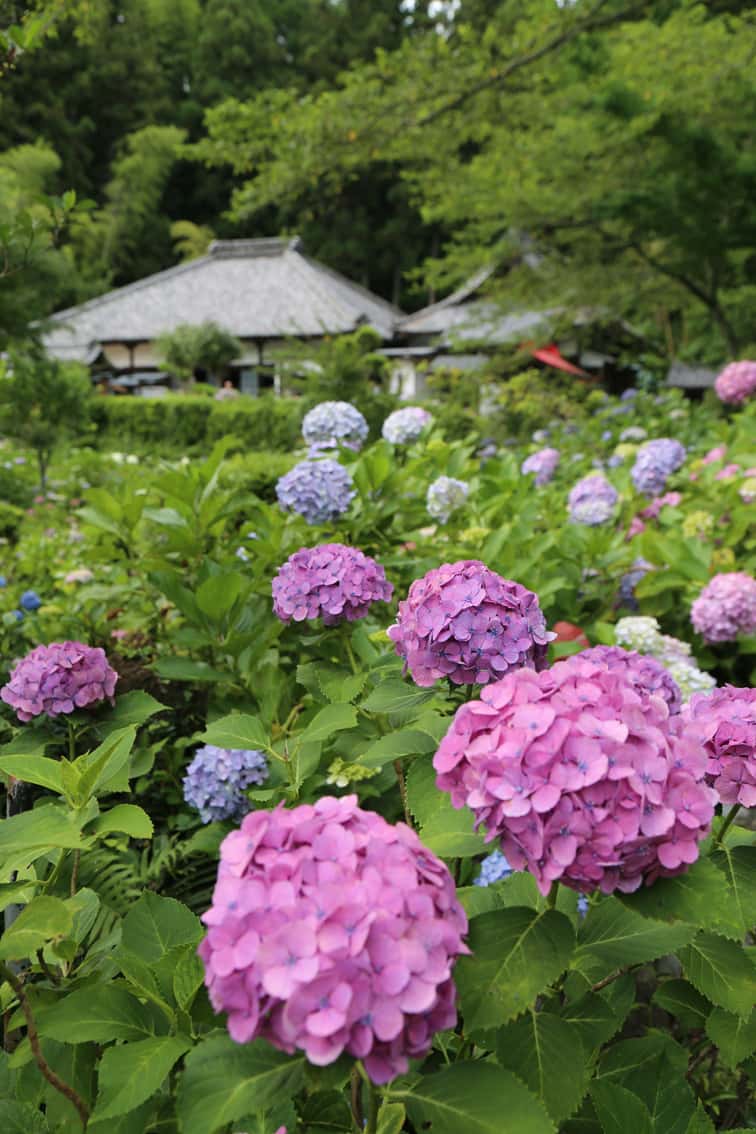 極楽寺あじさい園の開園について 静岡県森町 観光協会 遠州の小京都