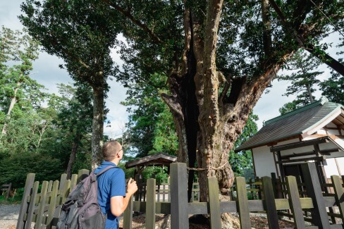 200年以上の歴史を持つご神木のナギの木