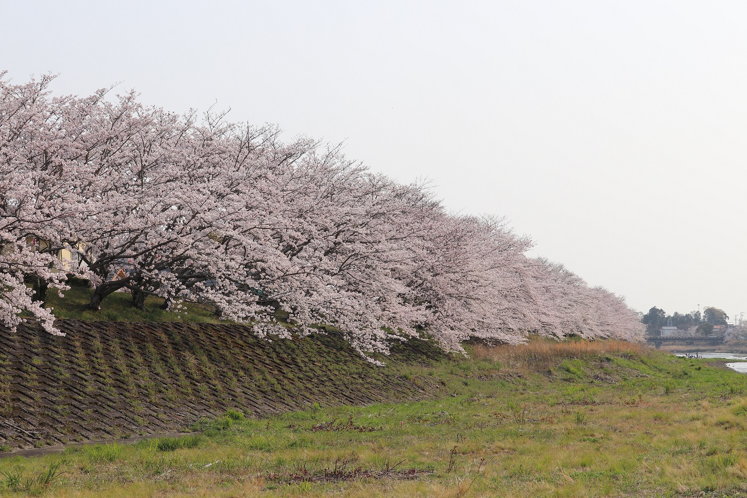 開花情報 桜 静岡県森町 観光協会 遠州の小京都