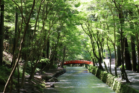 小國神社新緑ライトアップ